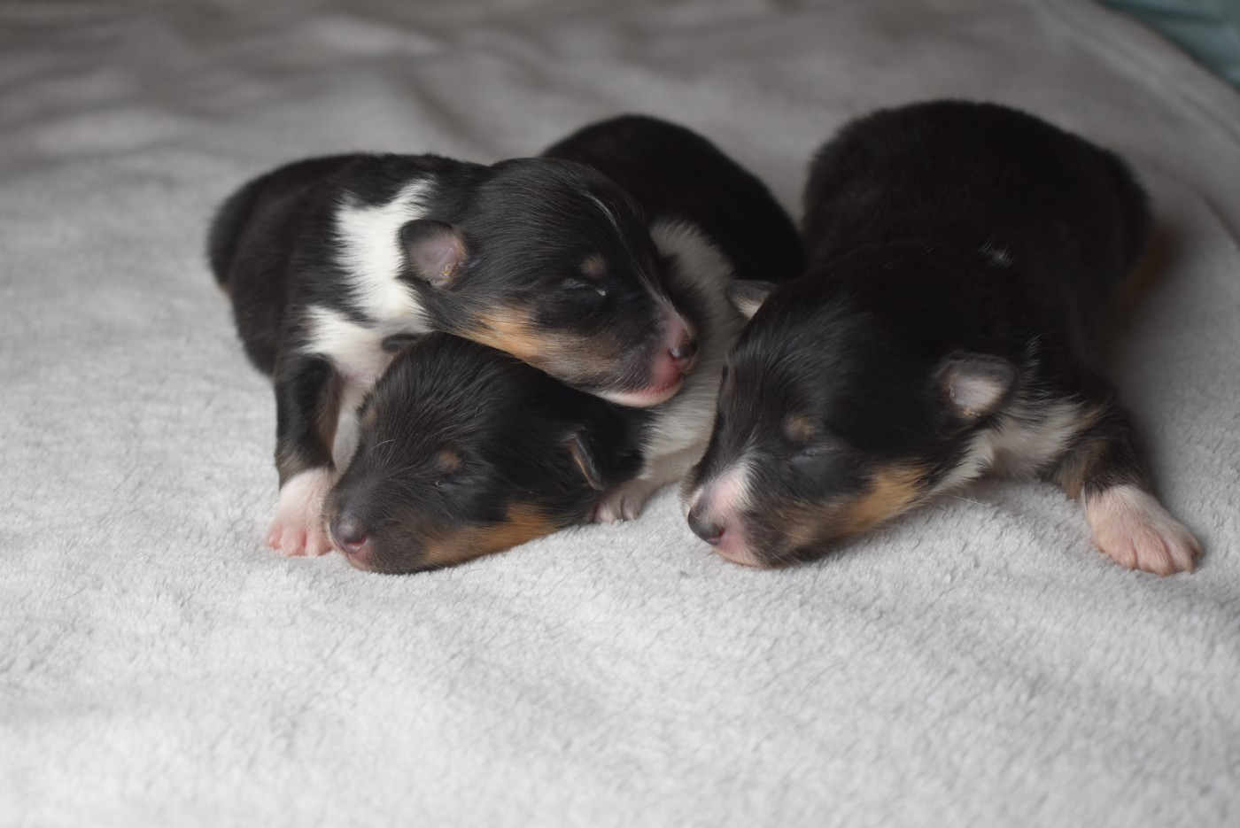 Chiot Shetland Sheepdog de l'elixir d'amour
