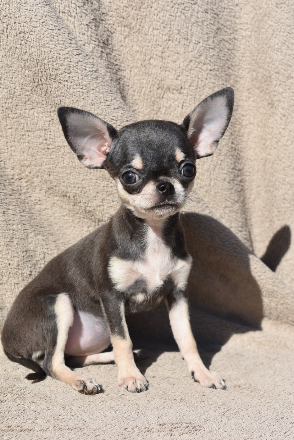 de l'elixir d'amour - Chiots disponibles - Chihuahua