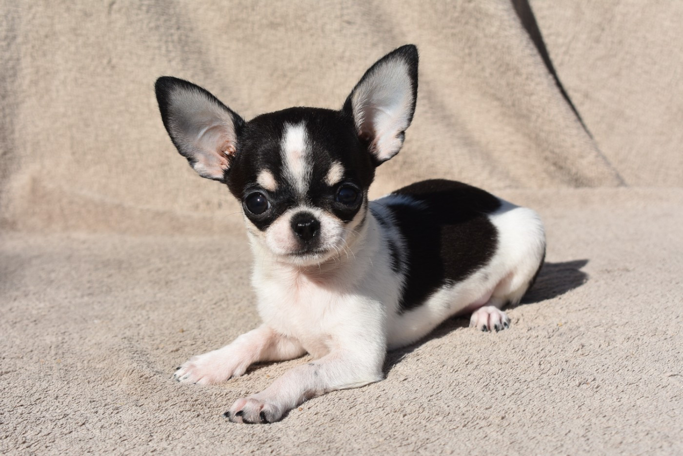 de l'elixir d'amour - Chiots disponibles - Chihuahua