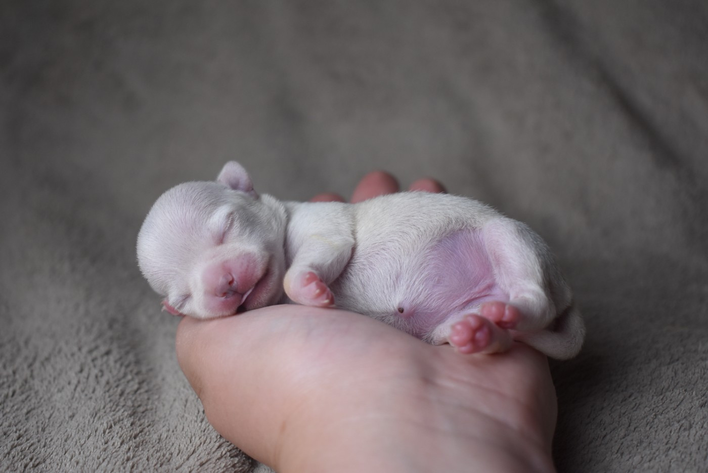 de l'elixir d'amour - Chiots disponibles - Chihuahua