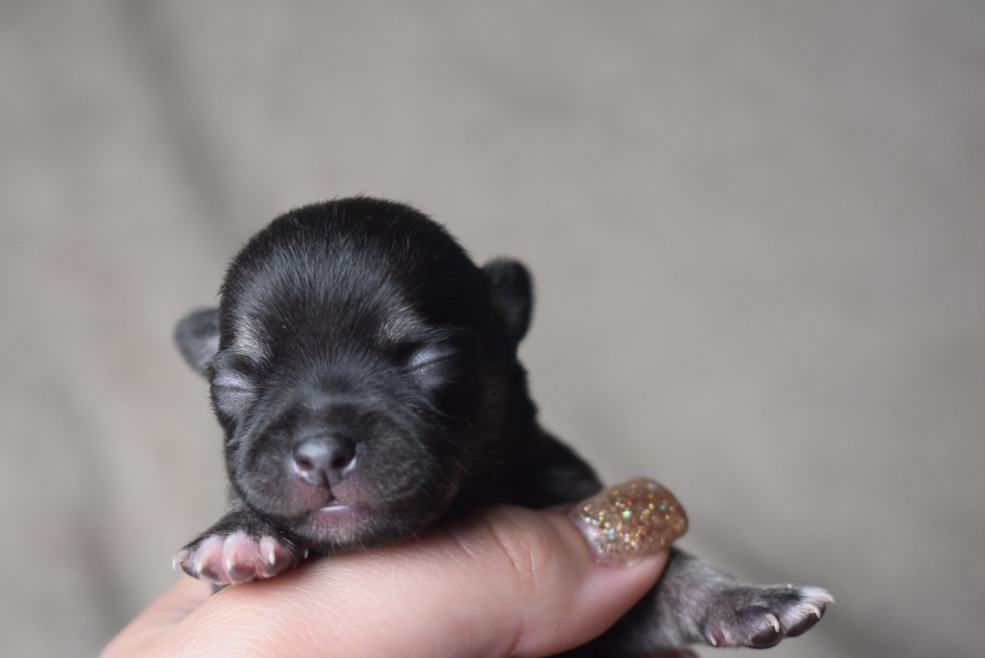 de l'elixir d'amour - Chiots disponibles - Chihuahua