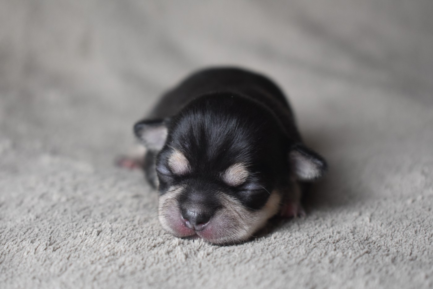 de l'elixir d'amour - Chiots disponibles - Chihuahua