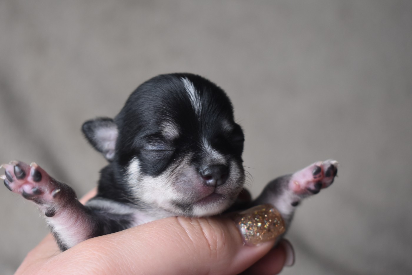 de l'elixir d'amour - Chiots disponibles - Chihuahua