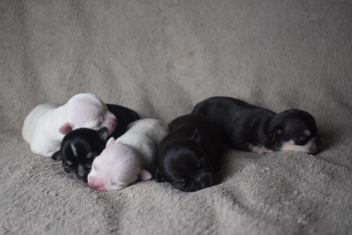 Chiot Chihuahua de l'elixir d'amour