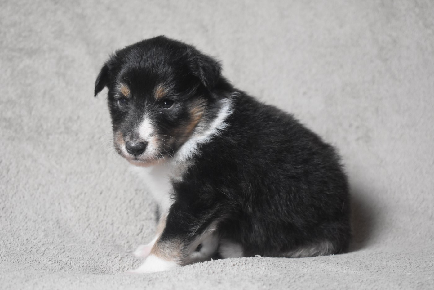 de l'elixir d'amour - Chiots disponibles - Shetland Sheepdog