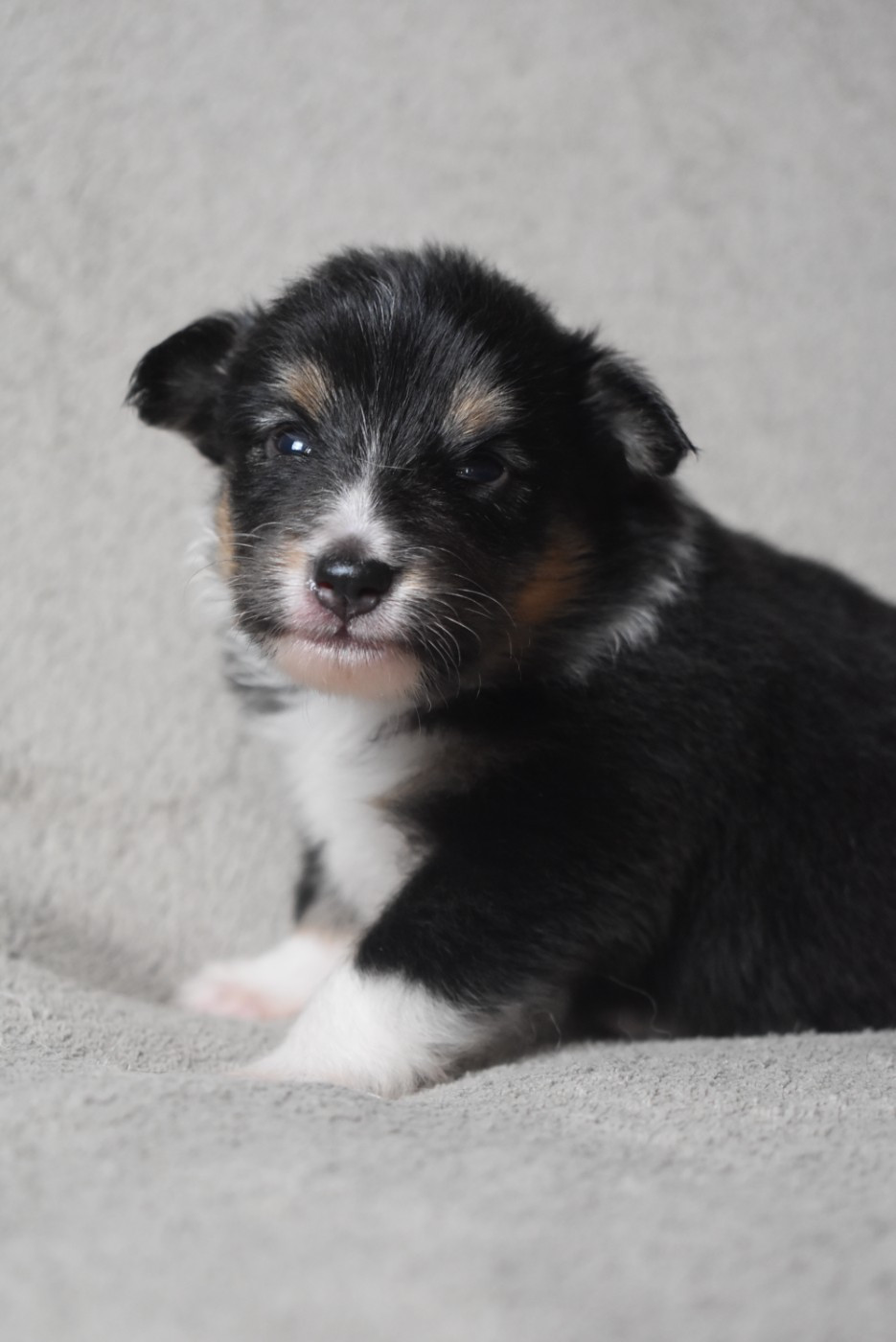 de l'elixir d'amour - Chiots disponibles - Shetland Sheepdog