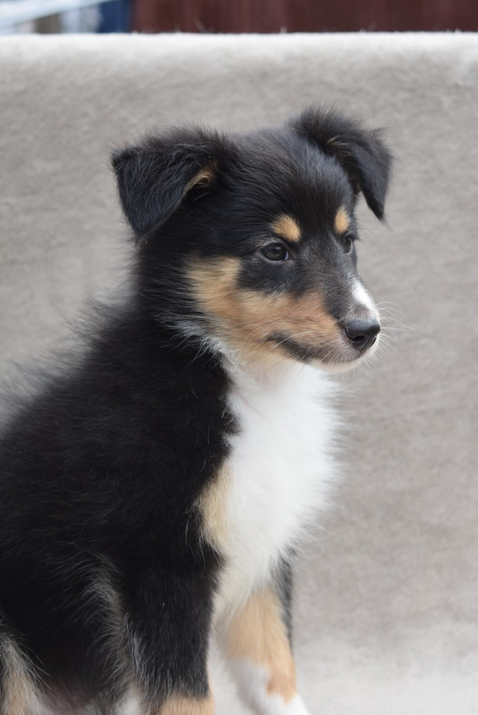 de l'elixir d'amour - Chiots disponibles - Shetland Sheepdog