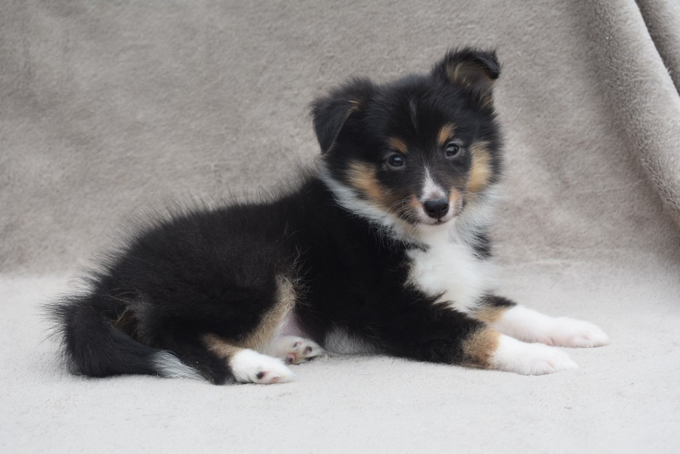 de l'elixir d'amour - Chiots disponibles - Shetland Sheepdog