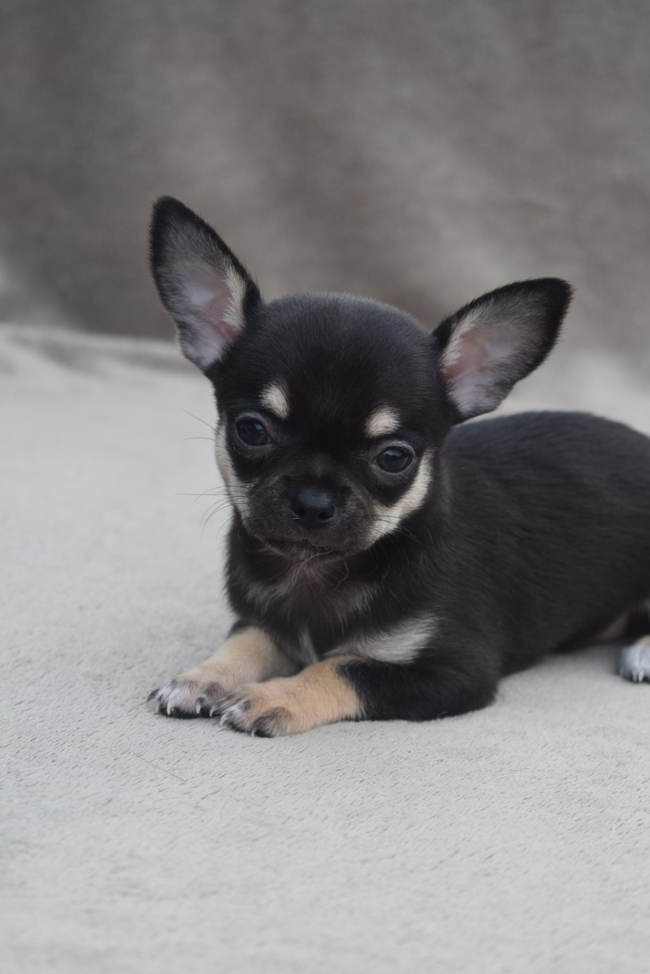 de l'elixir d'amour - Chiots disponibles - Chihuahua