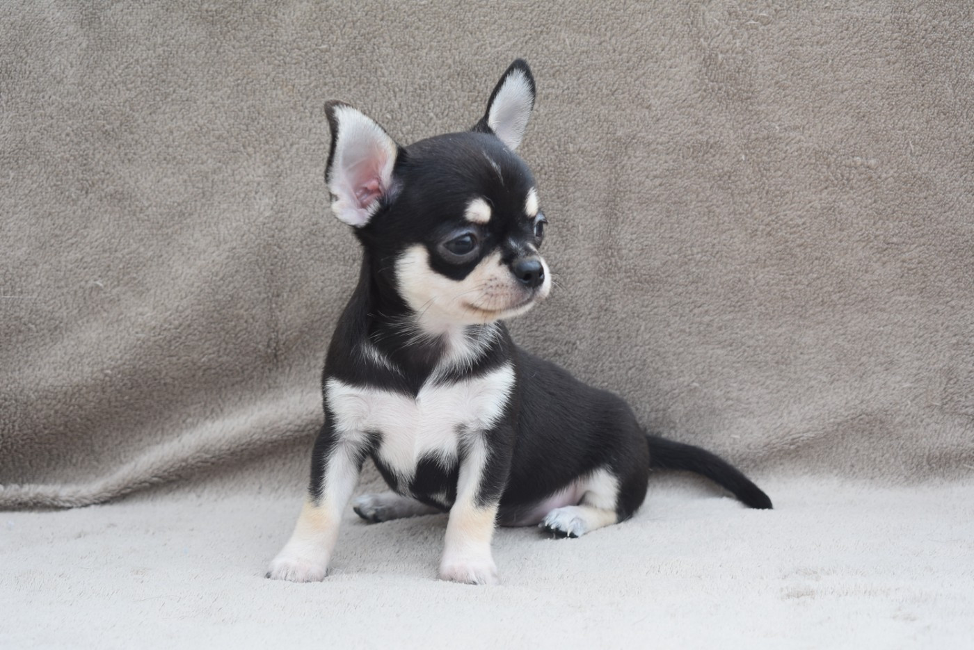 de l'elixir d'amour - Chiots disponibles - Chihuahua