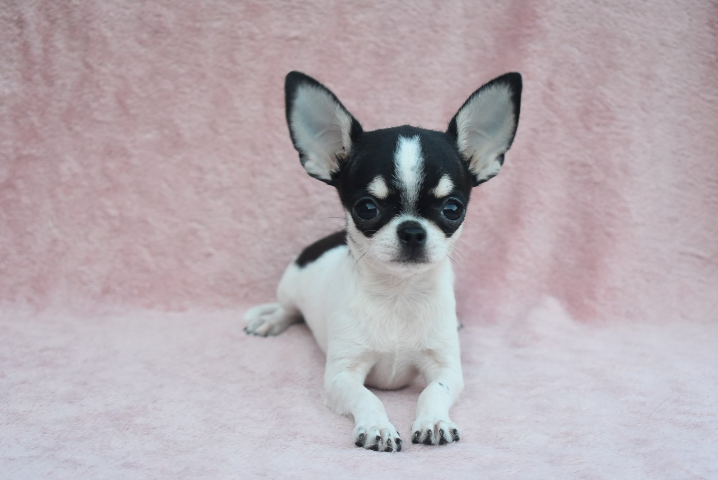 de l'elixir d'amour - Chiots disponibles - Chihuahua