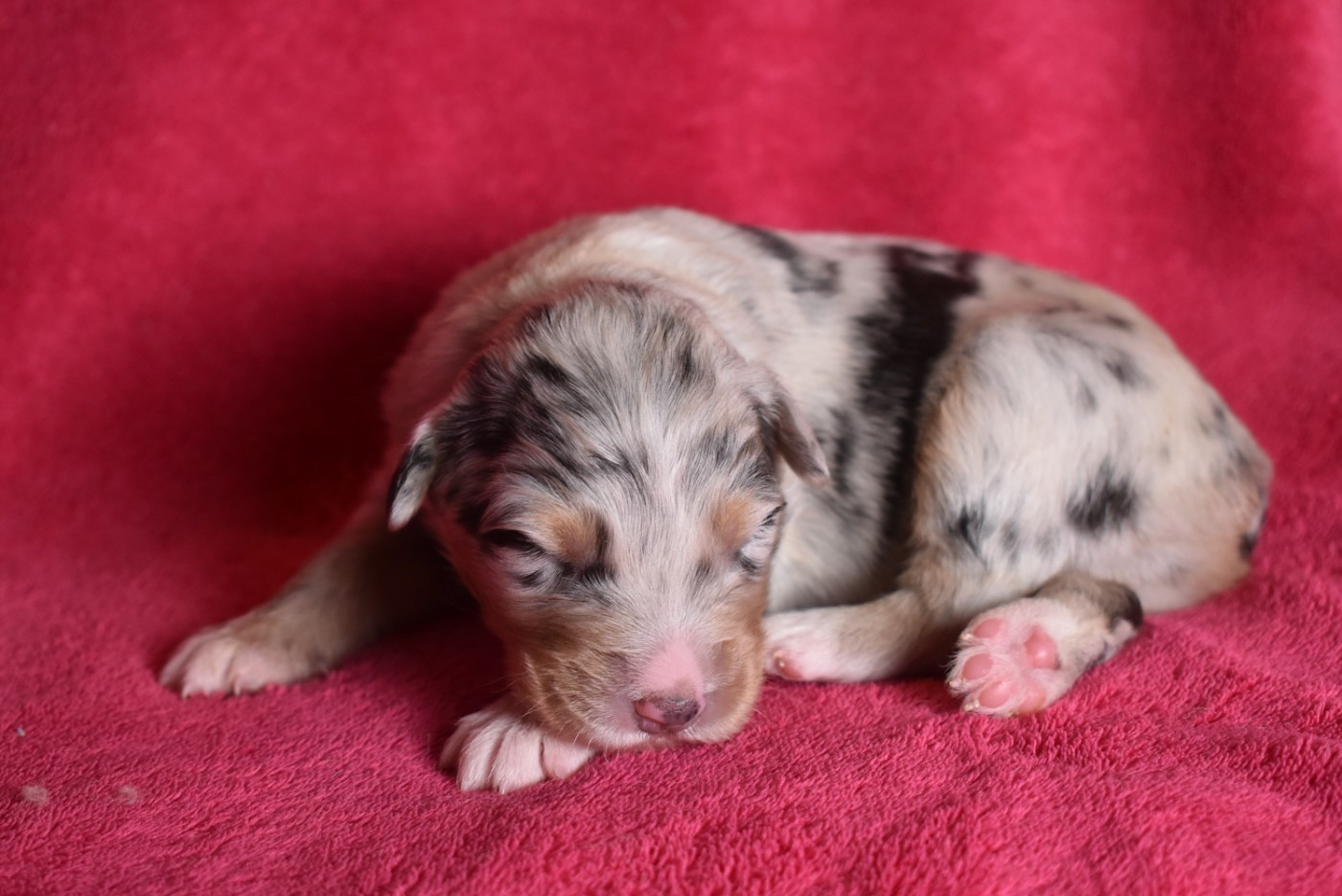 de l'elixir d'amour - Chiots disponibles - Berger Australien