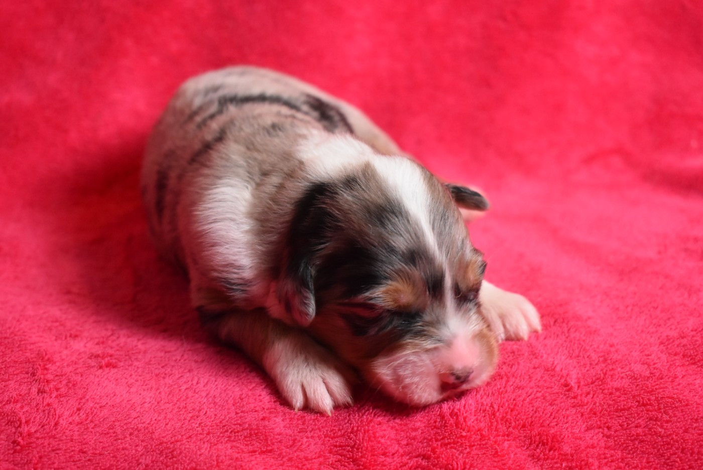 de l'elixir d'amour - Chiots disponibles - Berger Australien