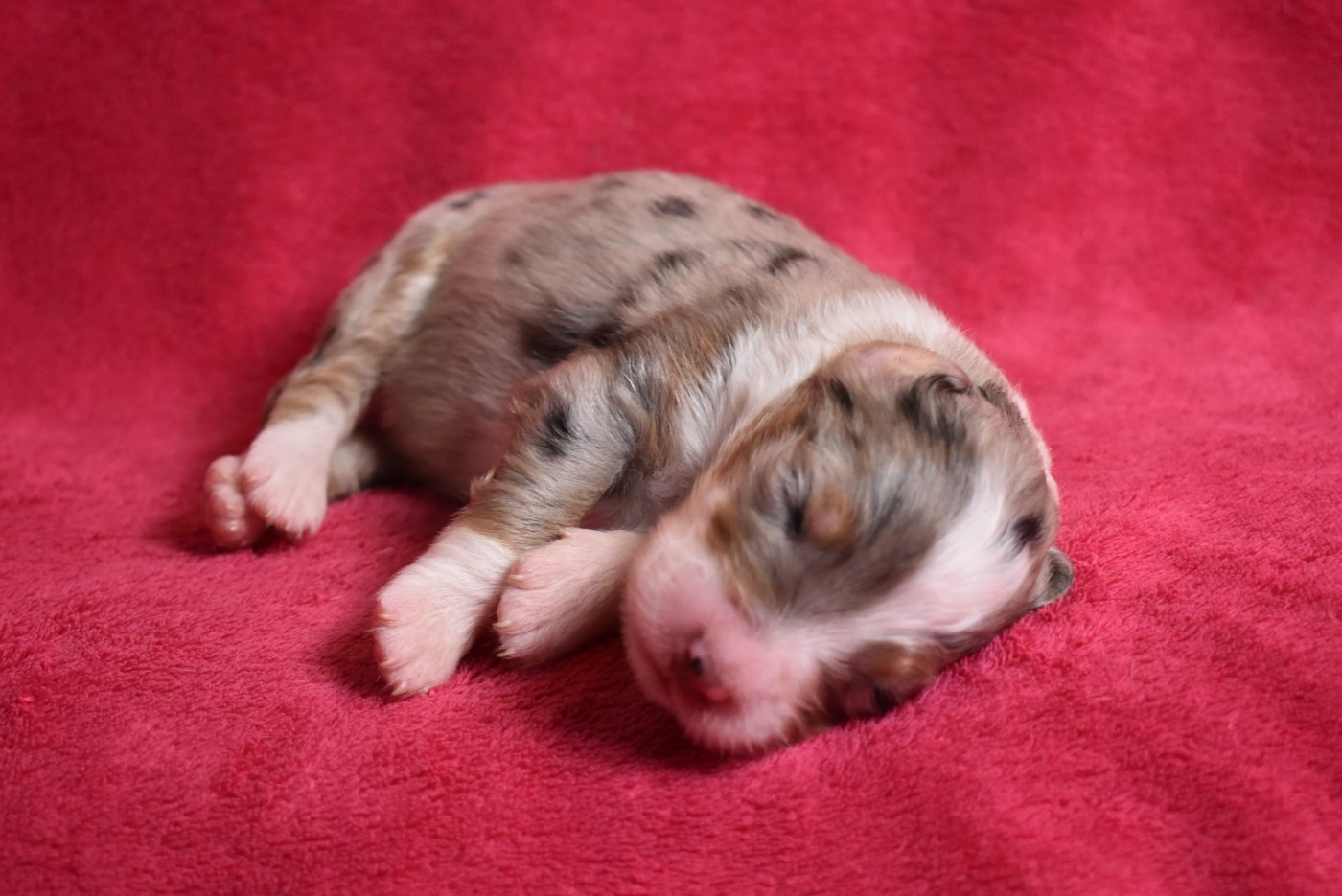 de l'elixir d'amour - Chiots disponibles - Berger Australien