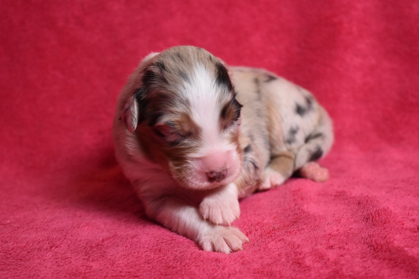 de l'elixir d'amour - Chiots disponibles - Berger Australien