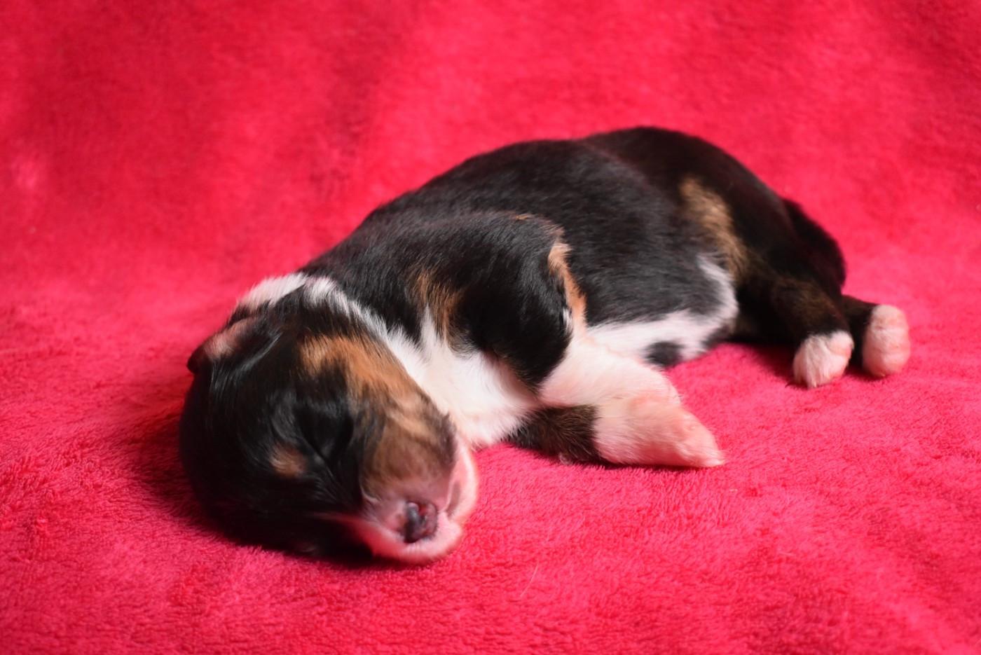 de l'elixir d'amour - Chiots disponibles - Berger Australien