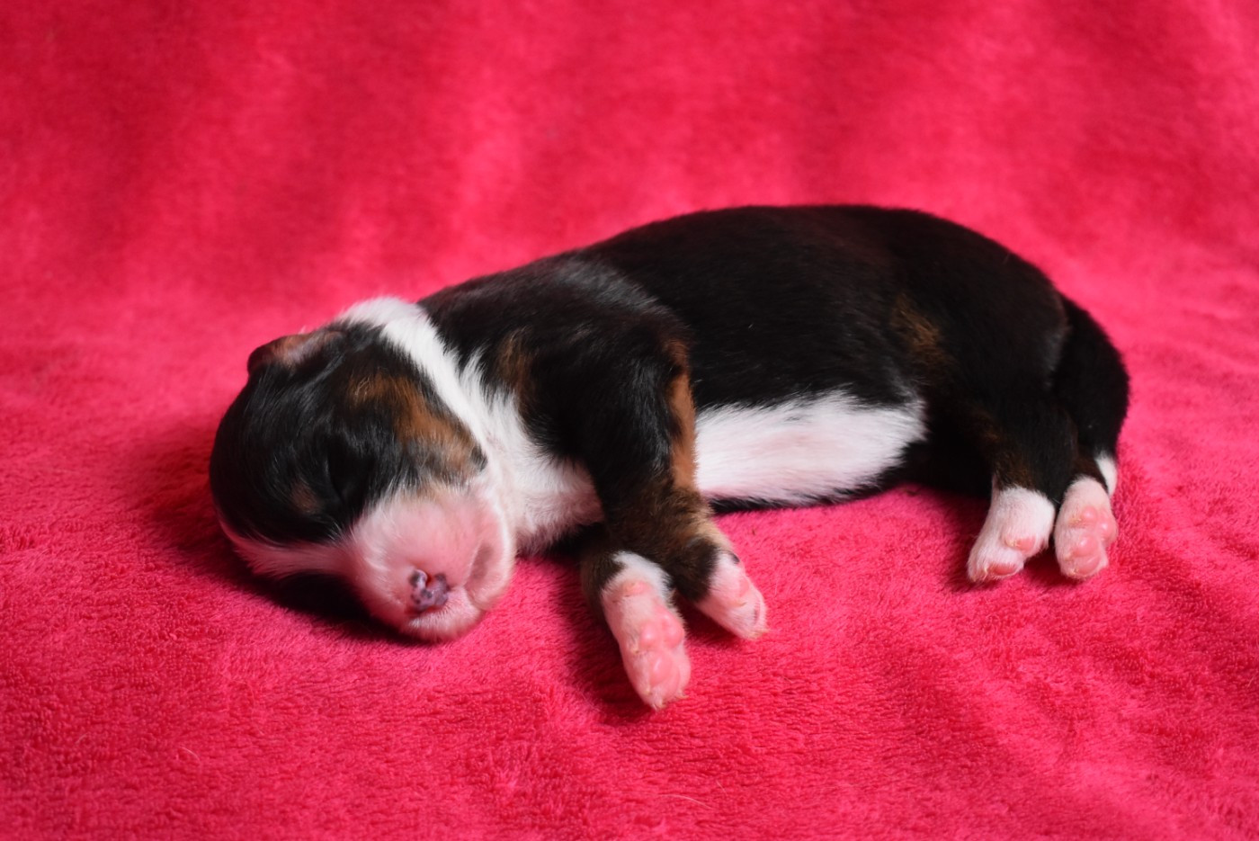 de l'elixir d'amour - Chiots disponibles - Berger Australien