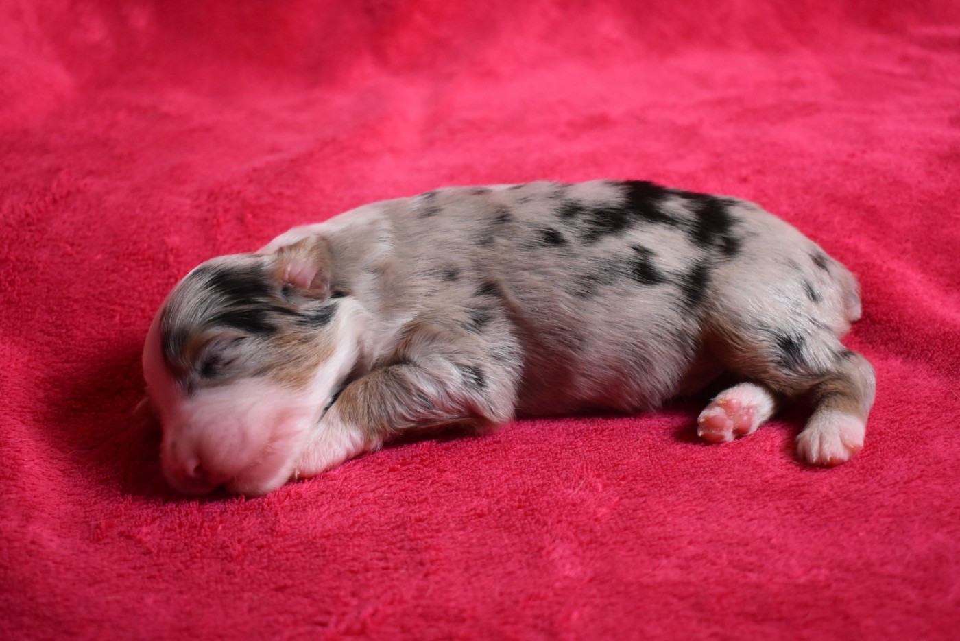 de l'elixir d'amour - Chiots disponibles - Berger Australien