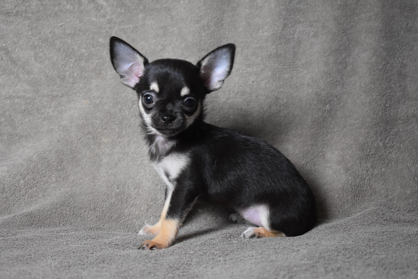 de l'elixir d'amour - Chiots disponibles - Chihuahua