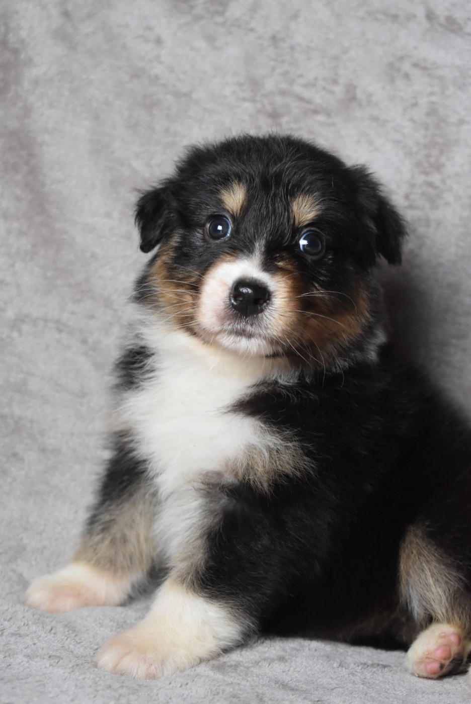 de l'elixir d'amour - Chiots disponibles - Berger Australien