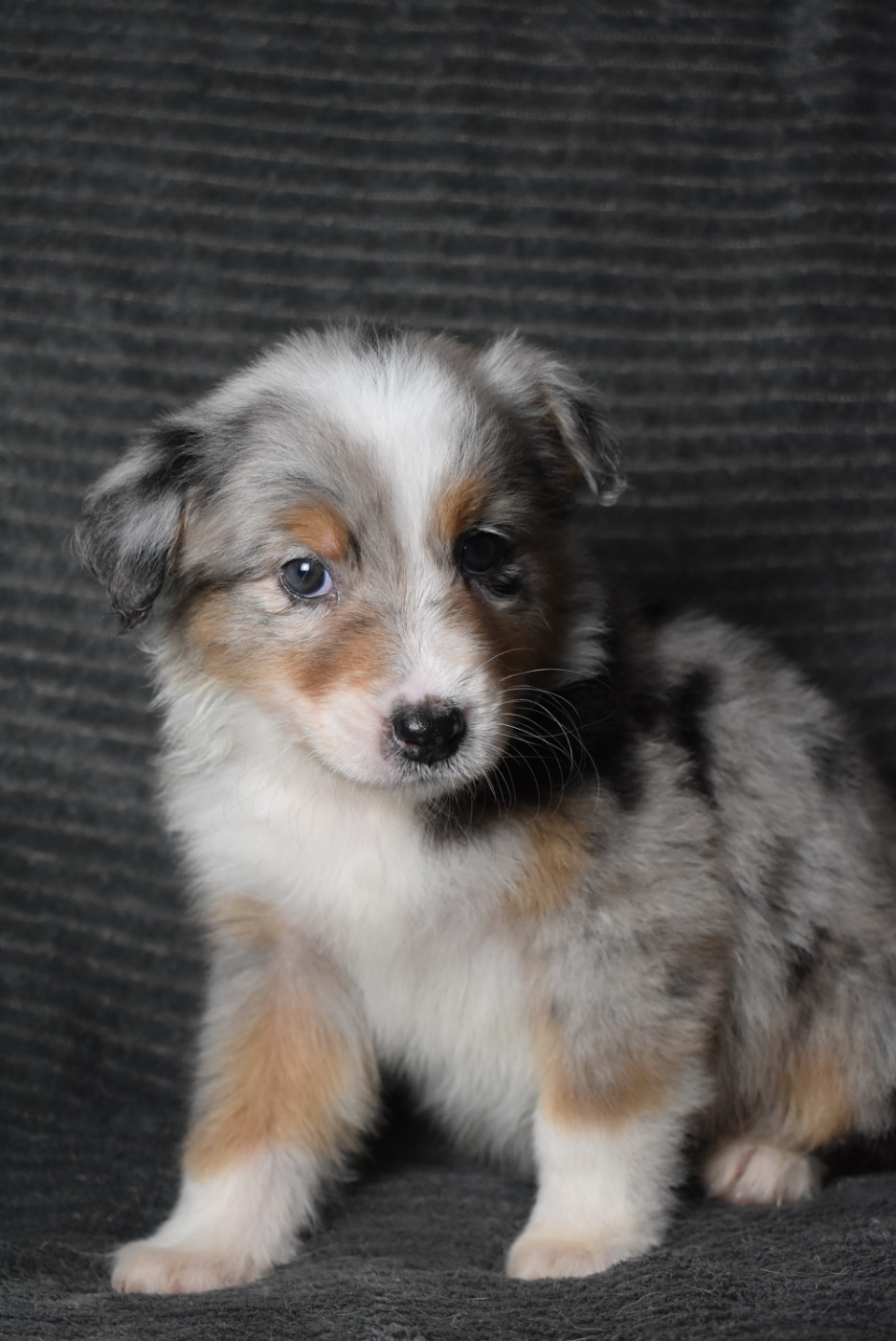 de l'elixir d'amour - Chiots disponibles - Berger Australien