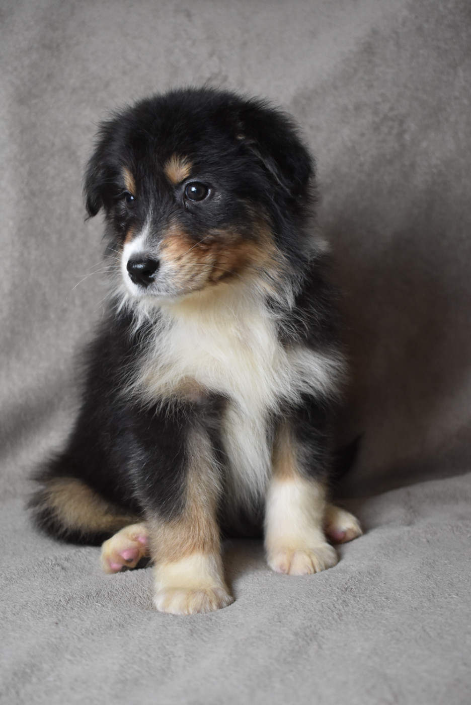 de l'elixir d'amour - Chiots disponibles - Berger Australien