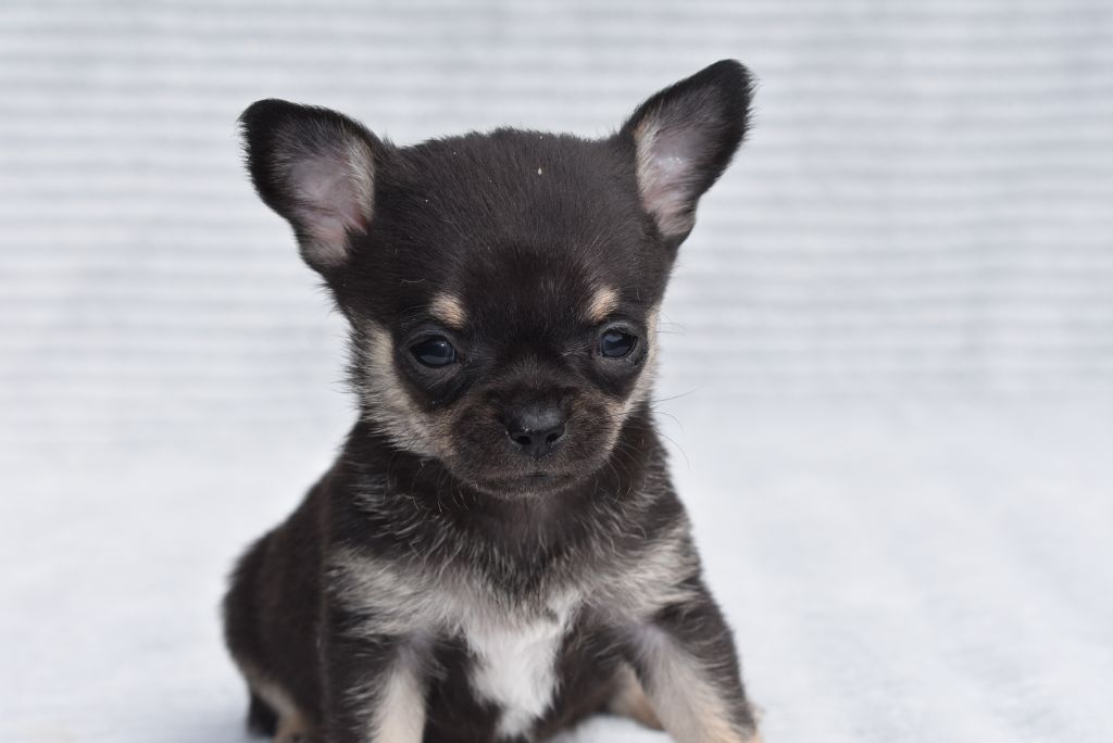 de l'elixir d'amour - Chiots disponibles - Chihuahua