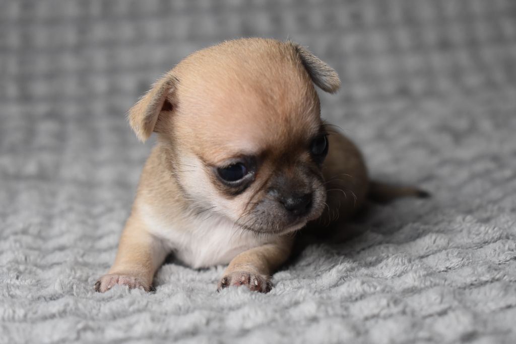 de l'elixir d'amour - Chiots disponibles - Chihuahua