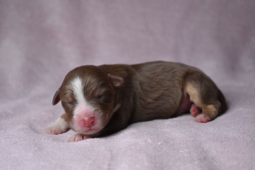 de l'elixir d'amour - Chiots disponibles - Berger Australien