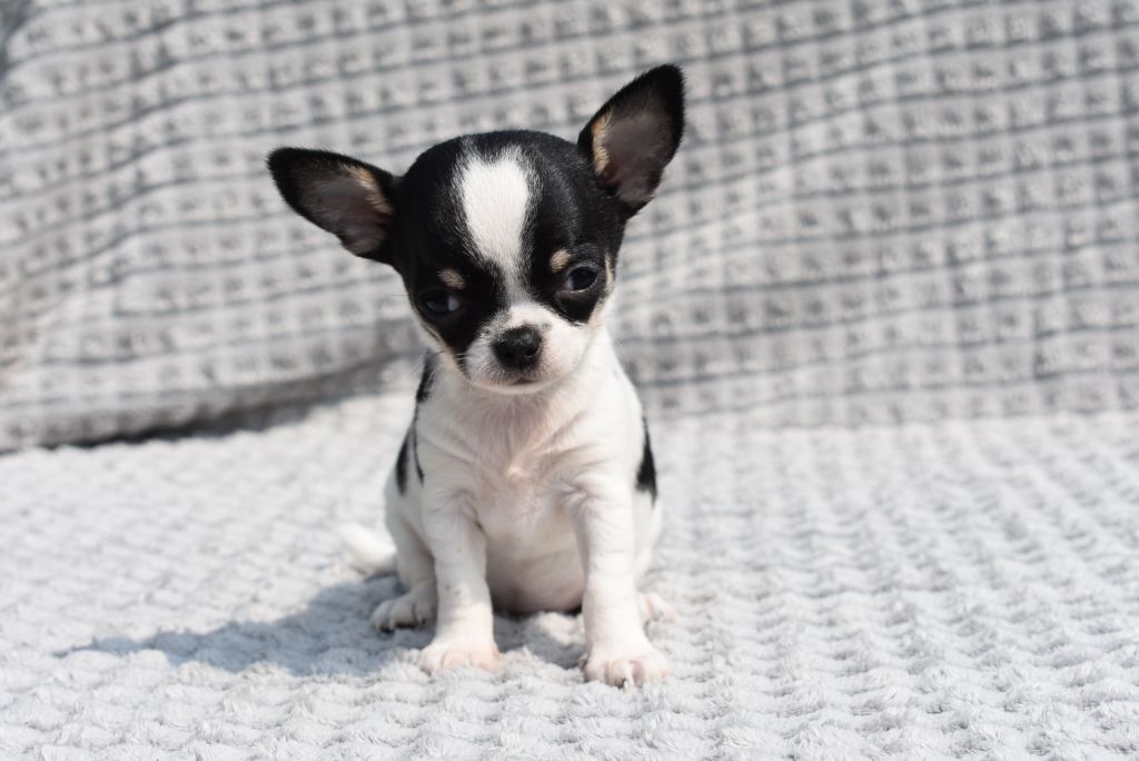 de l'elixir d'amour - Chiots disponibles - Chihuahua