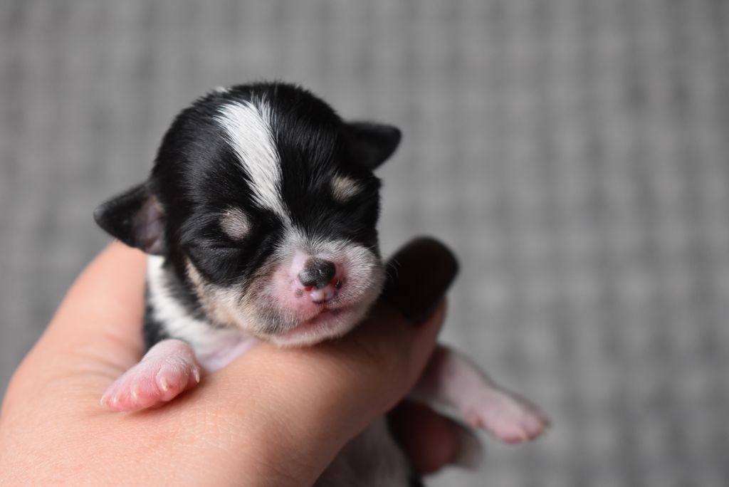 de l'elixir d'amour - Chiots disponibles - Chihuahua