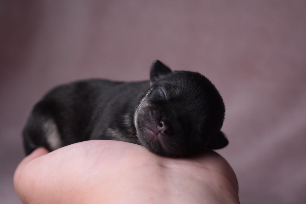 de l'elixir d'amour - Chiots disponibles - Chihuahua