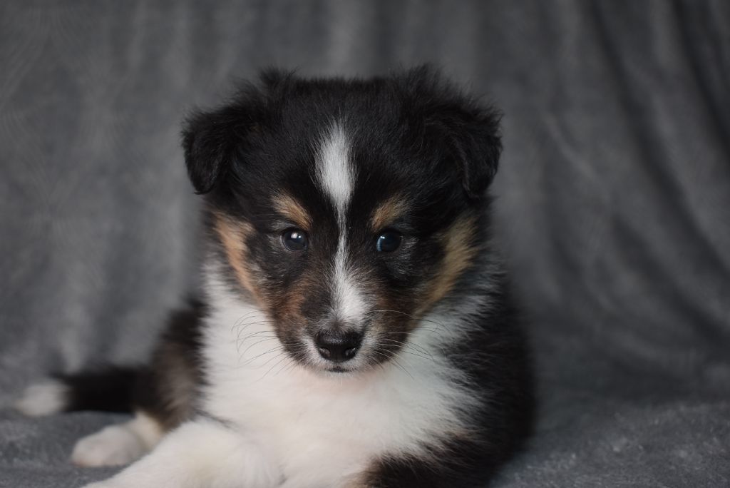 de l'elixir d'amour - Chiots disponibles - Shetland Sheepdog