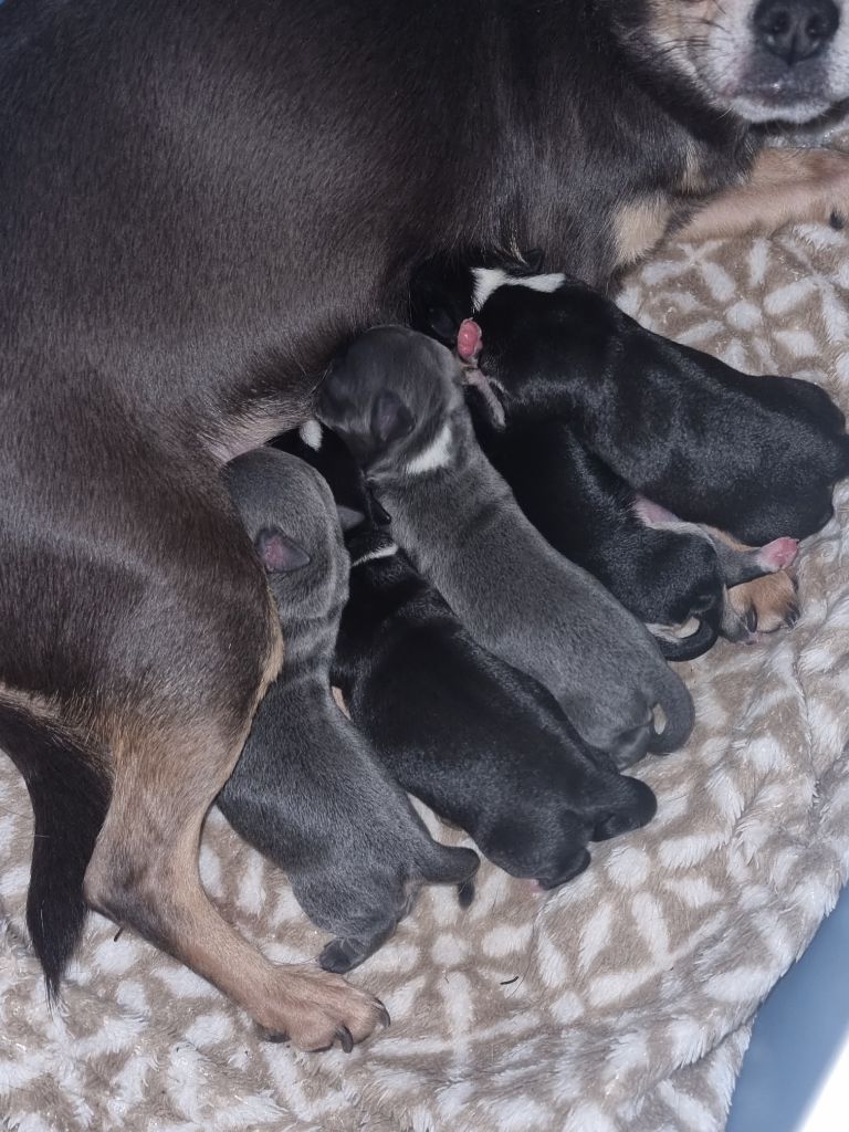 de l'elixir d'amour - Chihuahua - Portée née le 01/02/2024