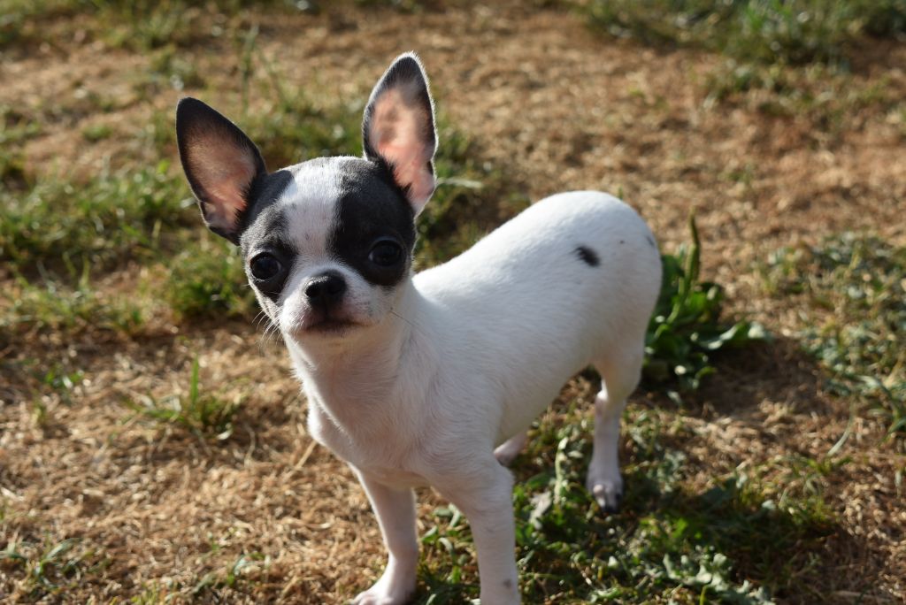 de l'elixir d'amour - Chiots disponibles - Chihuahua