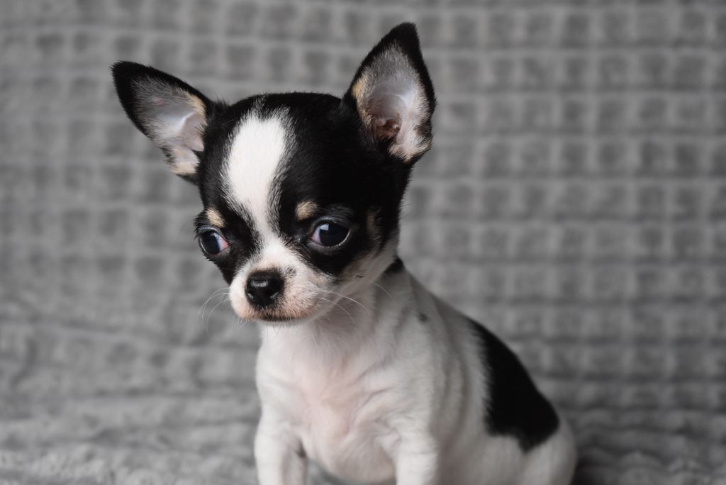 Chiot Chihuahua de l'elixir d'amour