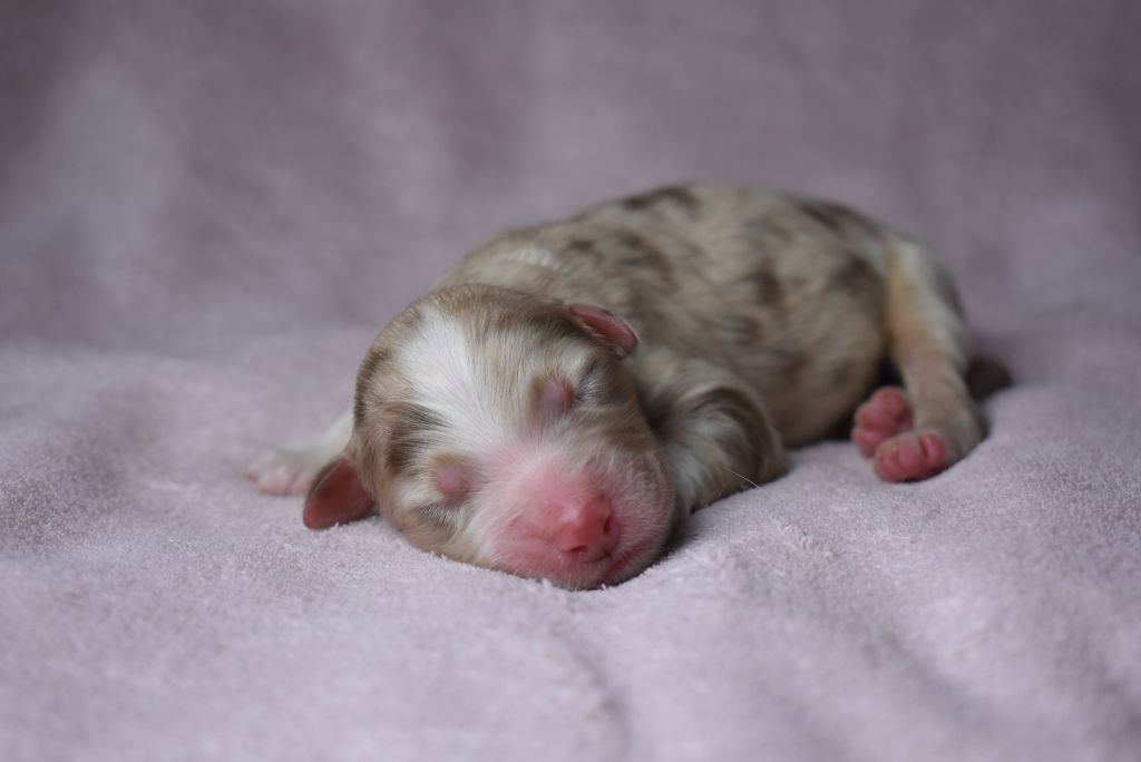 de l'elixir d'amour - Chiots disponibles - Berger Australien