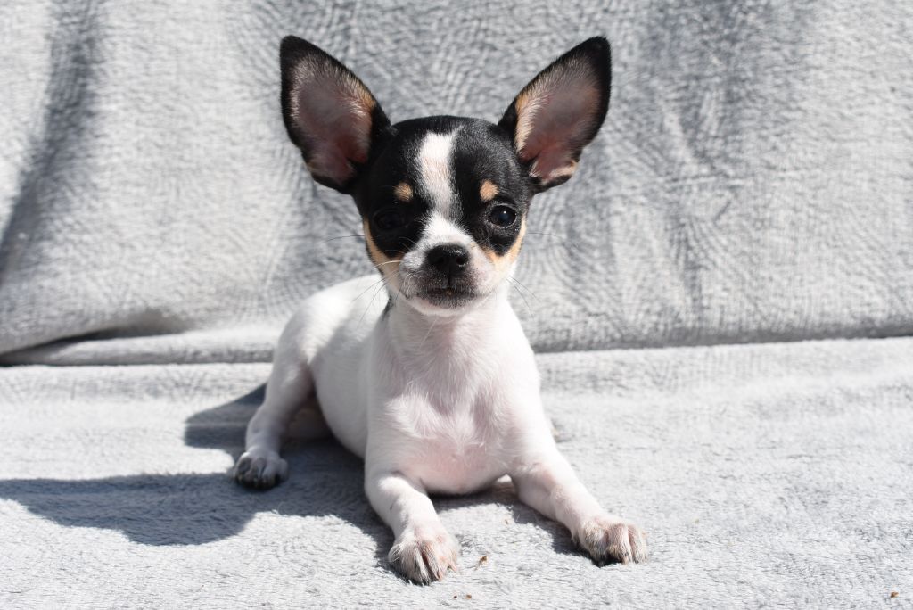 de l'elixir d'amour - Chiots disponibles - Chihuahua