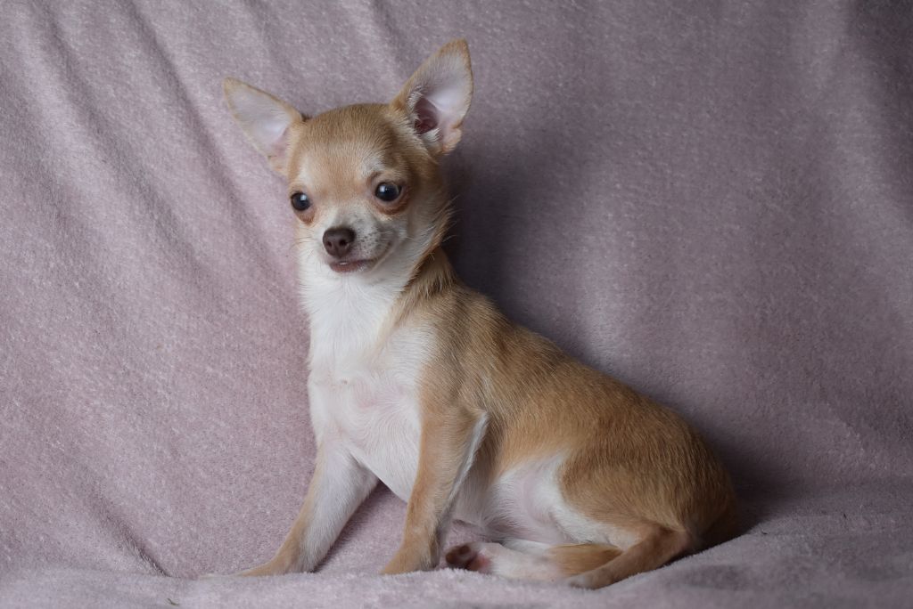 de l'elixir d'amour - Chiots disponibles - Chihuahua