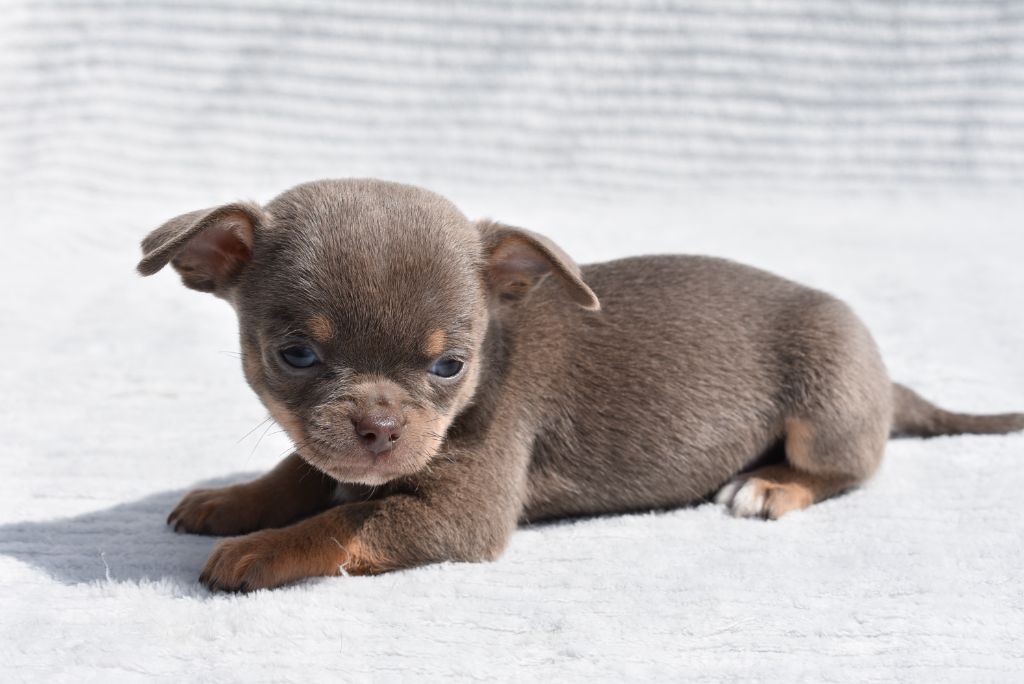 de l'elixir d'amour - Chiots disponibles - Chihuahua