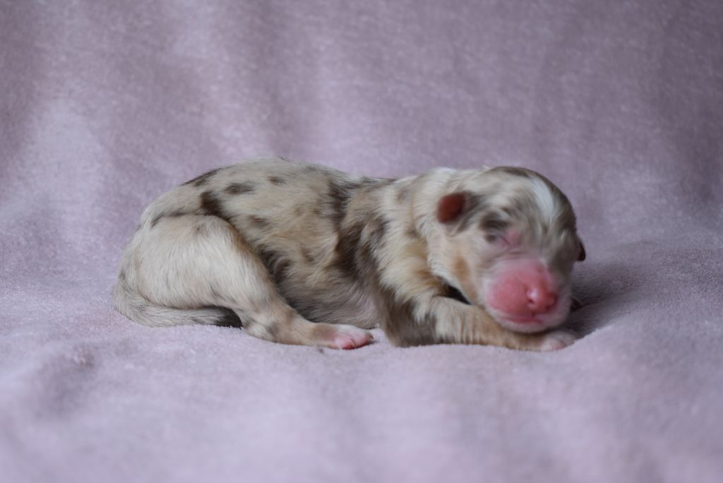 de l'elixir d'amour - Chiots disponibles - Berger Australien