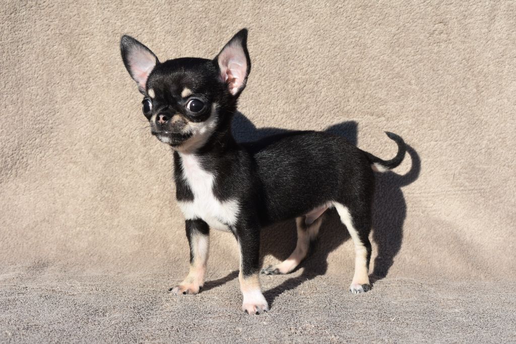 de l'elixir d'amour - Chiots disponibles - Chihuahua