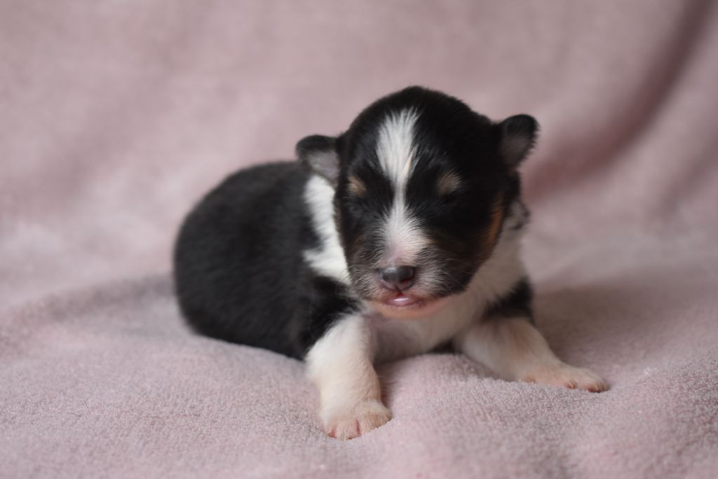 de l'elixir d'amour - Chiots disponibles - Shetland Sheepdog