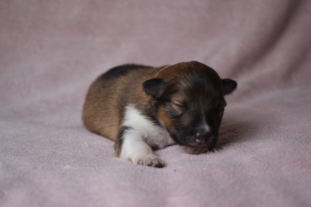 de l'elixir d'amour - Chiots disponibles - Shetland Sheepdog