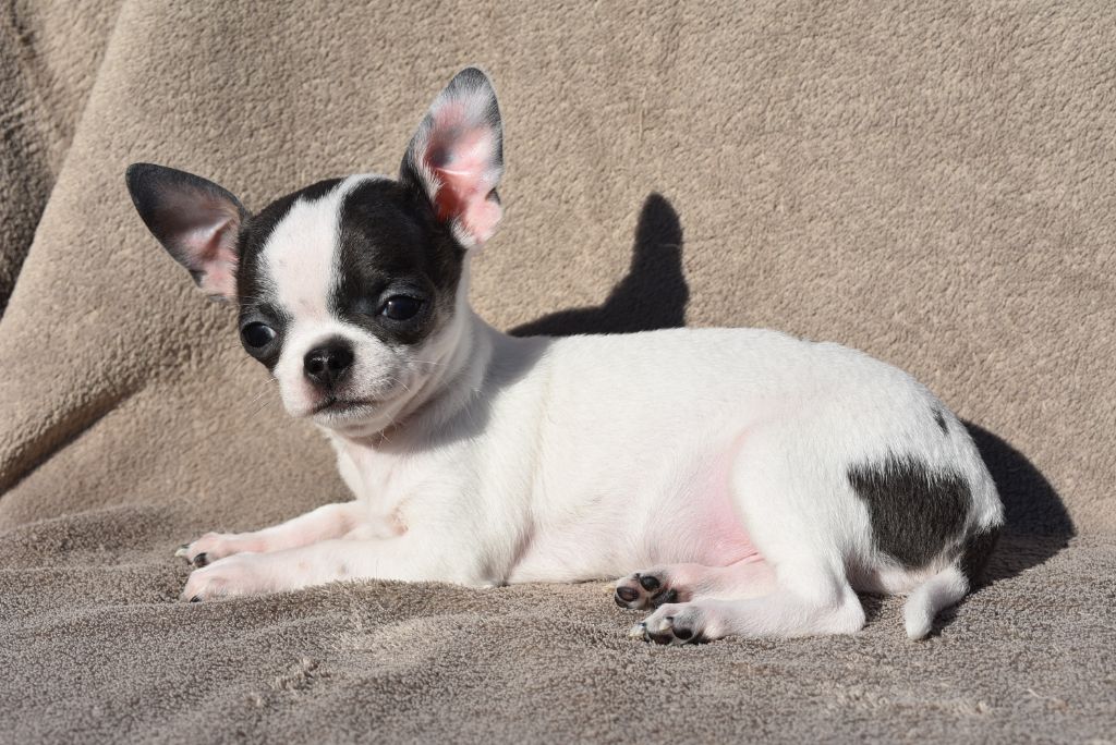 de l'elixir d'amour - Chiots disponibles - Chihuahua