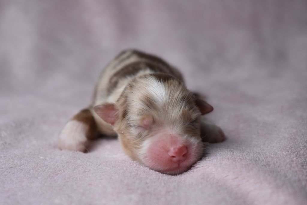 de l'elixir d'amour - Chiots disponibles - Berger Australien