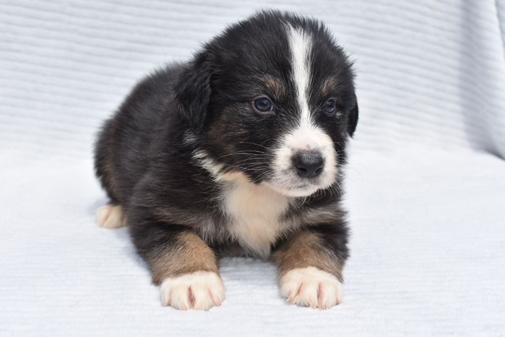 de l'elixir d'amour - Chiots disponibles - Berger Australien