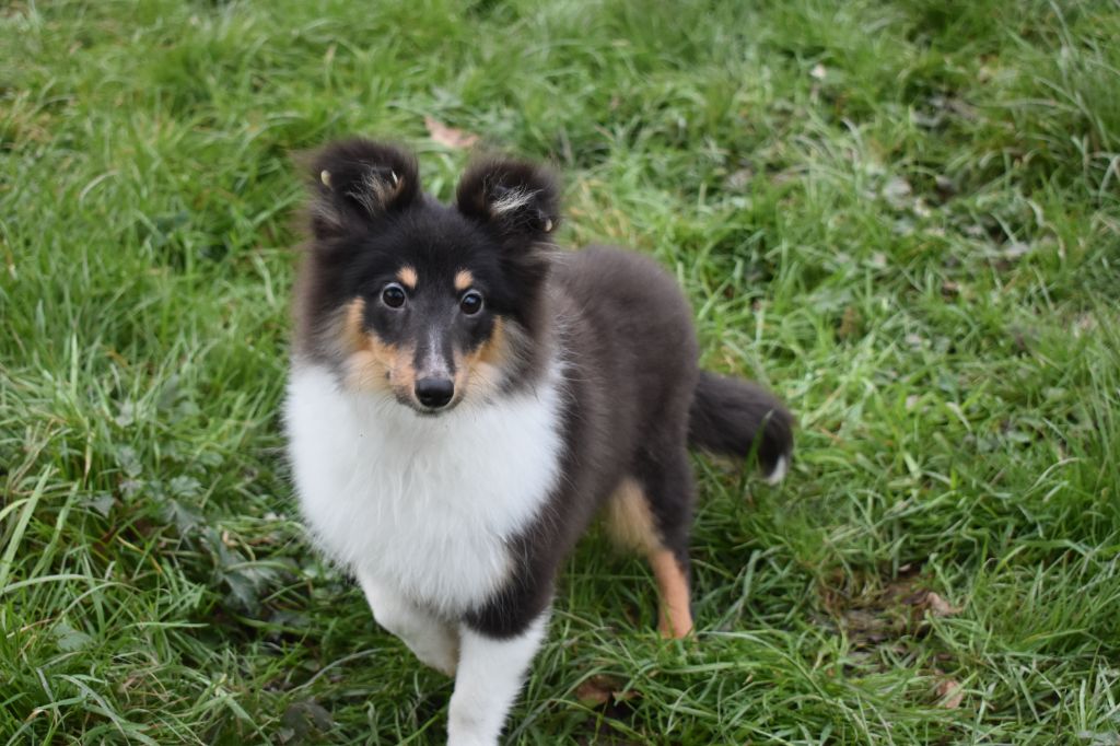 de l'elixir d'amour - Shetland Sheepdog - Portée née le 23/09/2024