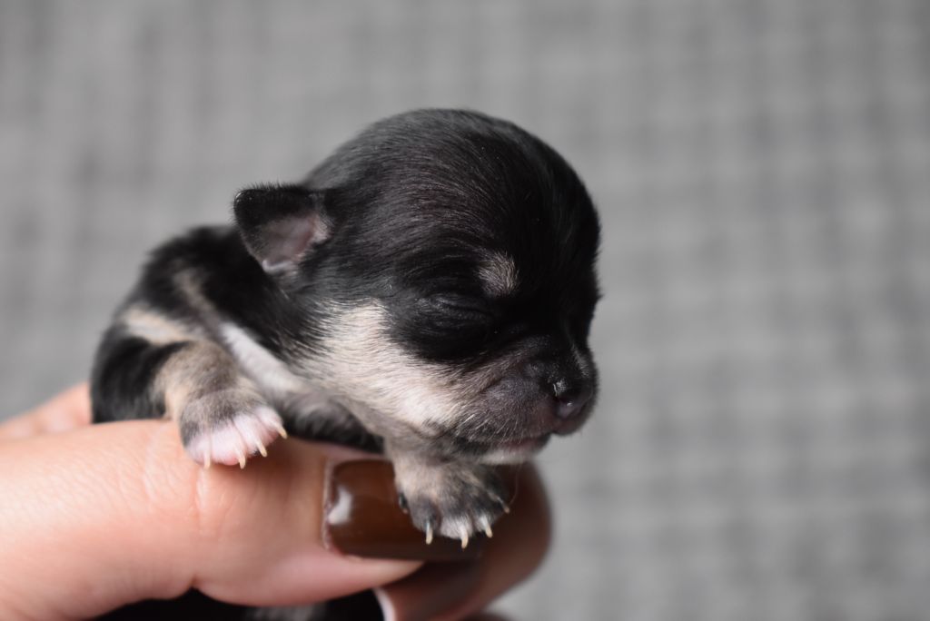 de l'elixir d'amour - Chiots disponibles - Chihuahua