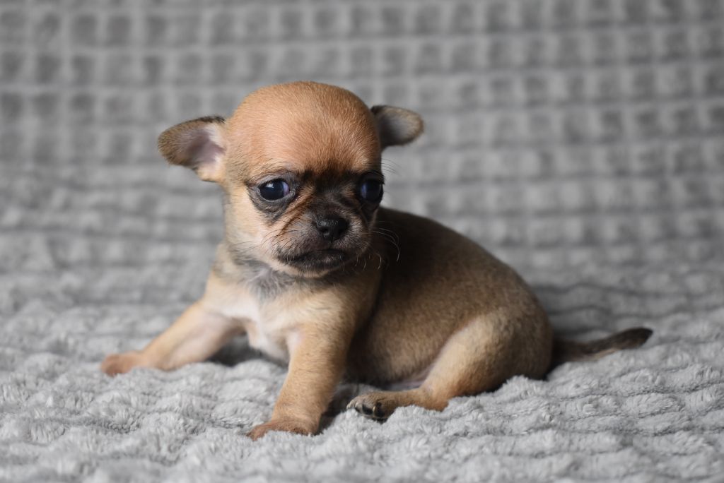 de l'elixir d'amour - Chiots disponibles - Chihuahua